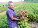 Đậu phộng giống mới cho năng suất cao 