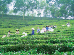 Xây dựng thương hiệu cho chè Thái Nguyên