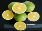 Giống cam mật không hạt