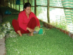 Làm giàu... nhờ trồng rau mầm