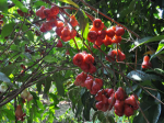 ‘Southern Fruit Festival 2012’ to be held in June 