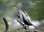 Many species of rare birds in the Red Book live in Hau Giang 