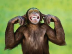 Discovery of a new monkey species