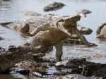 Seeing deadly bites of giant alligator