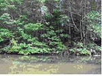 Each hectare of destroyed mangrove forest lost more than 1 ton of fish
