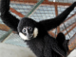 80% of wild animals were successfully rescued in Phong Nha 
