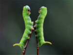 Romantic moments of insects