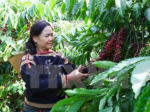 Students invented an alcohol distiller with coffee flavor 