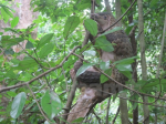 Prime Minister asked not to exploit the precious rare flora and fauna in the forest