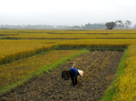 Climate change: The farmer are more likely to take risk