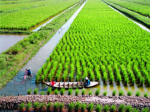 Intelligent rice models respond to climate change