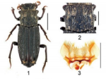 Announcing the discovery of some new insects in Vietnam
