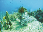 90% reduction in coral in Nha Trang