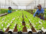 Ho Chi Minh City: Looking for experts and scientists in the field of agriculture