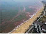 Ha Tinh: An unusually dark red water color appears in the sea
