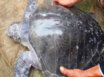 Sea turtles "stray" into Tam Giang lagoon