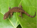 New lizard species is discovered in Van Ho district, Son La