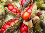 Herbs are used as spices in Northwest cuisine
