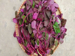 This aromatic vegetable is an "extremely nutritious" medicine, Vietnam has a lot of it but few people know about it