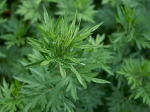 Certain vegetables that are sold in abundance in the market are considered 