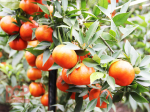 "Luc Ngan" orange is protected by geographical indication