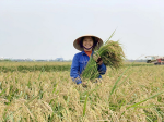 Forming Vietnamese rice brand from green and sustainable production