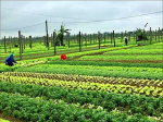 Thua Thien Hue: Promoting the application of high technology in agricultural production
