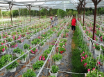 Da Nang built and developed high-tech agriculture