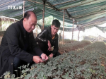 Cao Bang applies science and technology to agricultural production