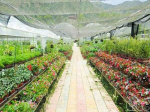 Lao Cai: High technology application in agricultural production