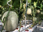 Kon Tum promoted high-tech application in developing commodity agriculture