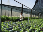 Ba Ria - Vung Tau promoted high-tech agricultural development