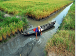 Green development helps Vietnam