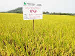 Quang Ngai: Developing new rice varieties along the value chain