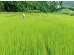 Kon Tum: Selecting high-yield black sticky rice varieties