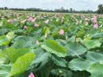Long An: Selecting six lotus varieties for wetlands